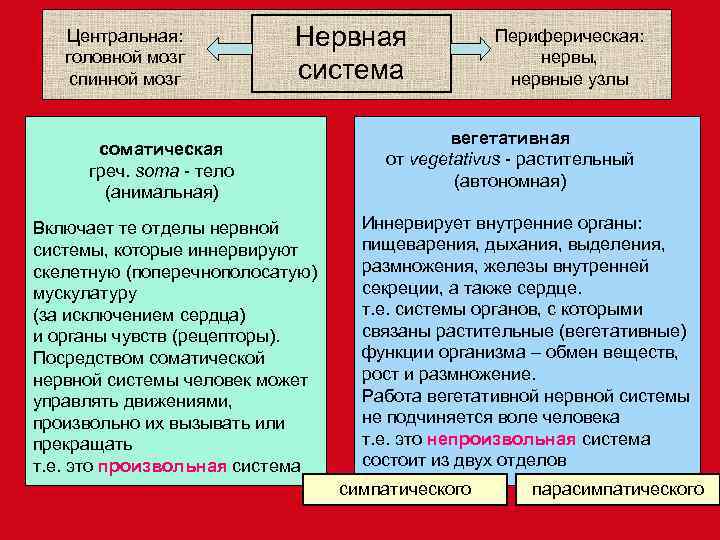   Центральная:   Нервная    Периферическая: головной мозг  