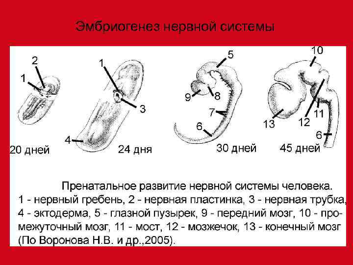 Эмбриогенез нервной системы 
