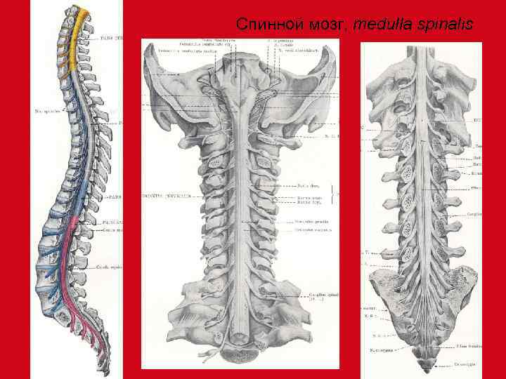 Спинной мозг, medullа spinalis 