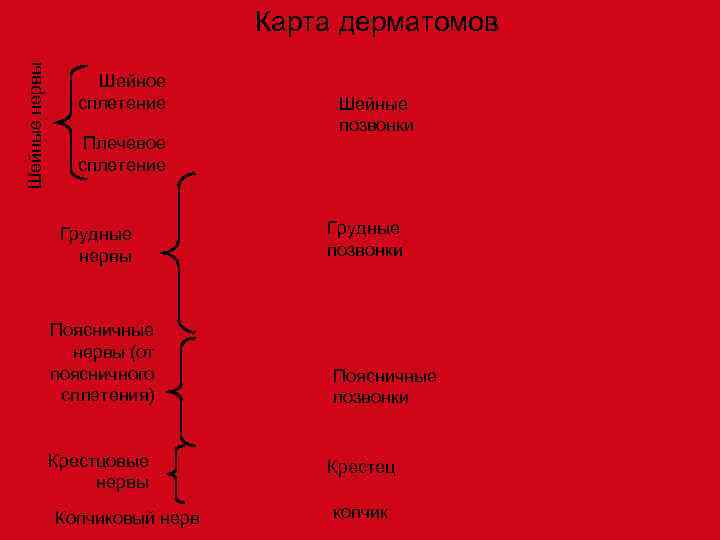 Шейные нервы       Карта дерматомов    