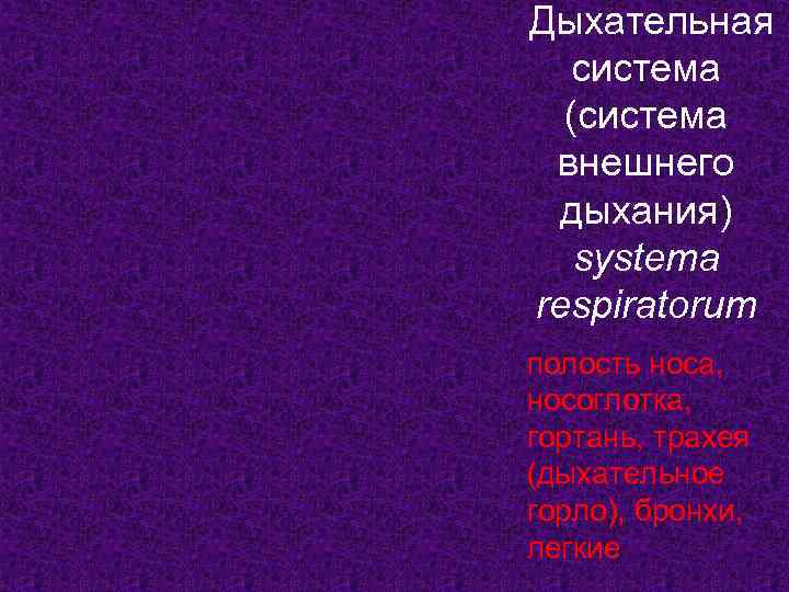 Дыхательная  система  (система внешнего  дыхания)  systema respiratorum полость носа, носоглотка,