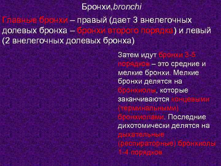    Бронхи, bronchi Главные бронхи – правый (дает 3 внелегочных долевых бронха