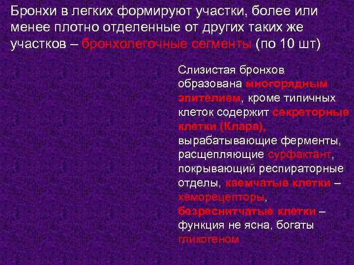 Бронхи в легких формируют участки, более или менее плотно отделенные от других таких же