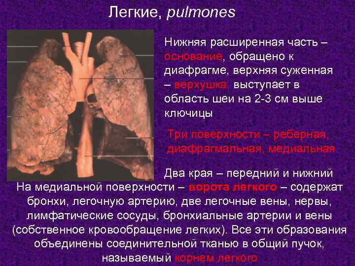     Легкие, pulmones     Нижняя расширенная часть –