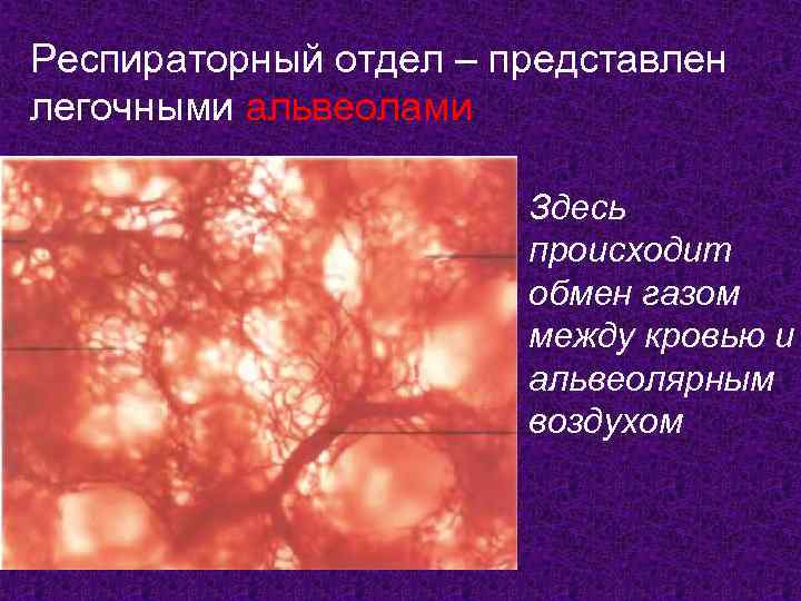 Респираторный отдел – представлен легочными альвеолами     Здесь   