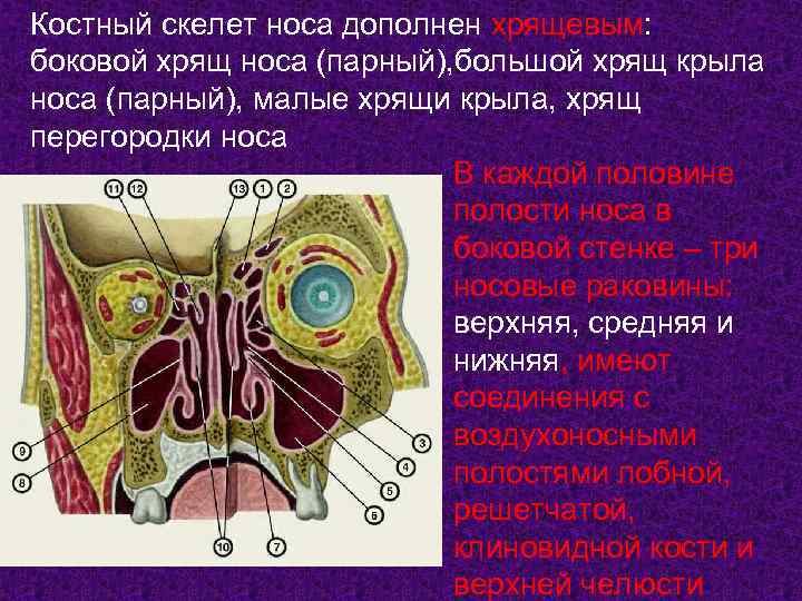 У какого органа передняя стенка образована хрящевыми полукольцами