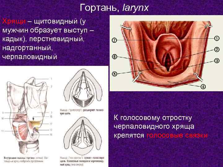     Гортань, larynx Хрящи – щитовидный (у мужчин образует выступ –