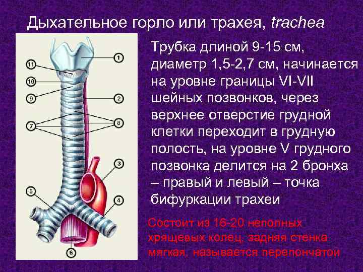 Пищевод трахея и гортань анатомия фото