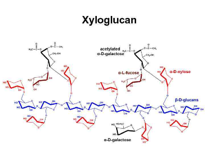 Xyloglucan 