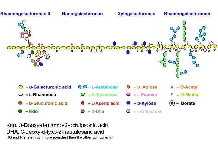 Kdo, 3 -Deoxy-d-manno-2 -octulosonic acid DHA, 3 -deoxy-d-lyxo-2 -heptulosaric acid HG and RGI are