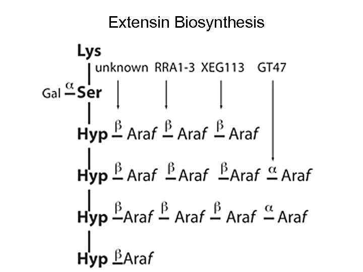 Extensin Biosynthesis 
