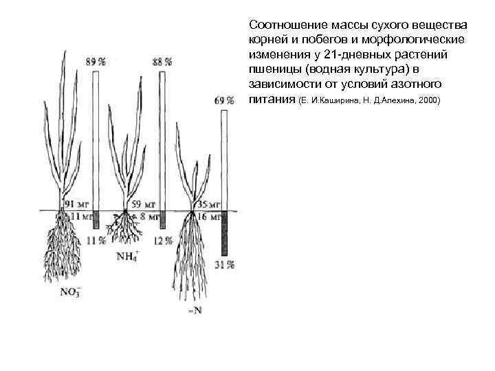 Вещество корень. Процесс изменения массы растений. Корневая масса. Соотношение зеленой массы растения к корням. Морфологические изменения растений.