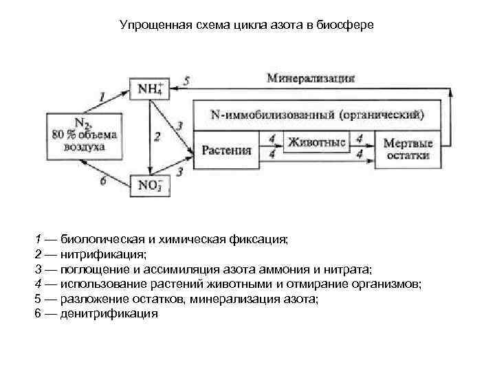    Упрощенная схема цикла азота в биосфере 1 — биологическая и химическая