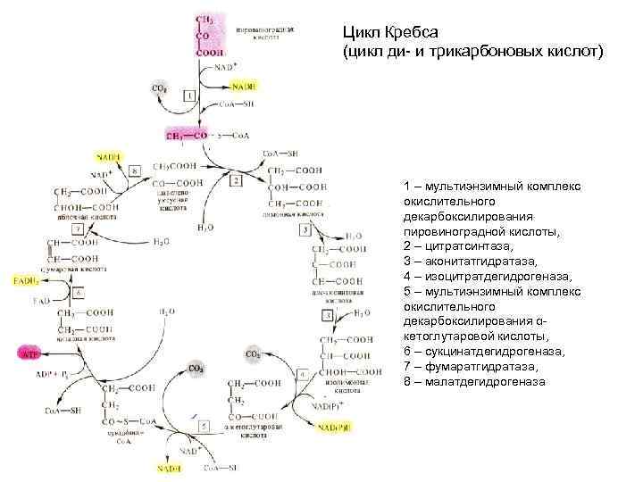 Цикл Кребса (цикл ди- и трикарбоновых кислот)  1 – мультиэнзимный комплекс  окислительного