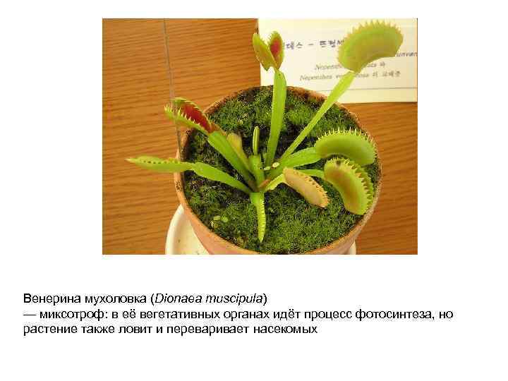 Венерина мухоловка (Dionaea muscipula) — миксотроф: в её вегетативных органах идёт процесс фотосинтеза, но