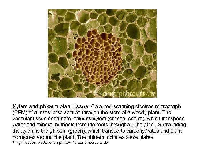 Xylem and phloem plant tissue. Coloured scanning electron micrograph (SEM) of a transverse section