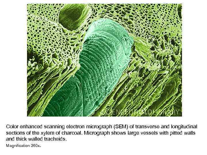 Color enhanced scanning electron micrograph (SEM) of transverse and longitudinal sections of the xylem