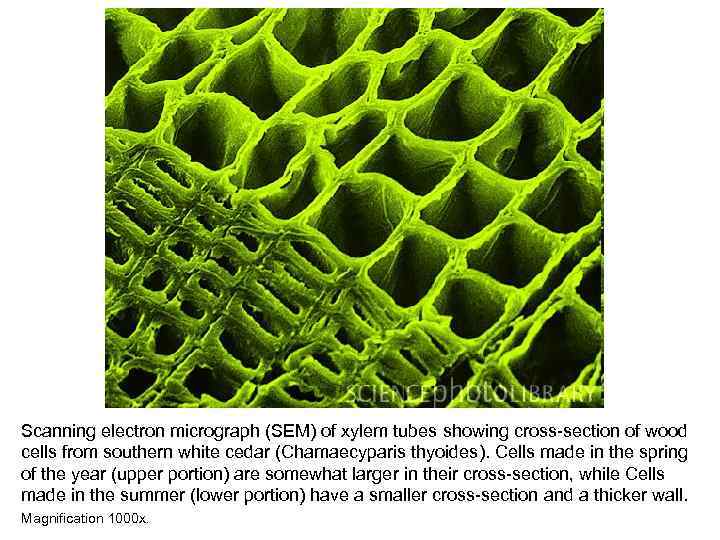 Scanning electron micrograph (SEM) of xylem tubes showing cross-section of wood cells from southern