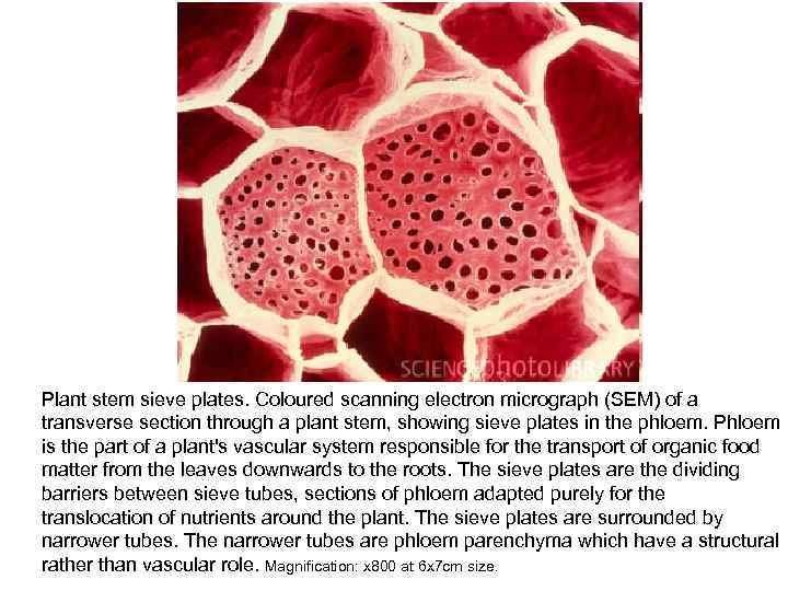 Plant stem sieve plates. Coloured scanning electron micrograph (SEM) of a transverse section through