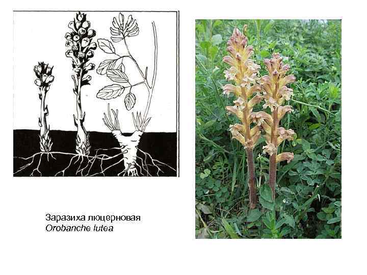 Заразиха люцерновая Orobanche lutea 