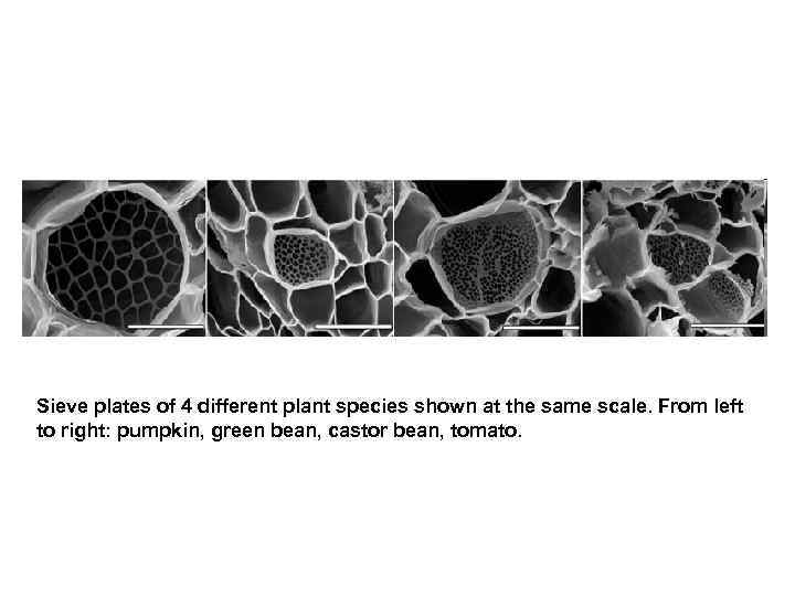 Sieve plates of 4 different plant species shown at the same scale. From left