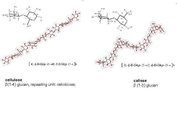 cellulose       callose β(1 -4) glucan, repeating unit: cellobiose;