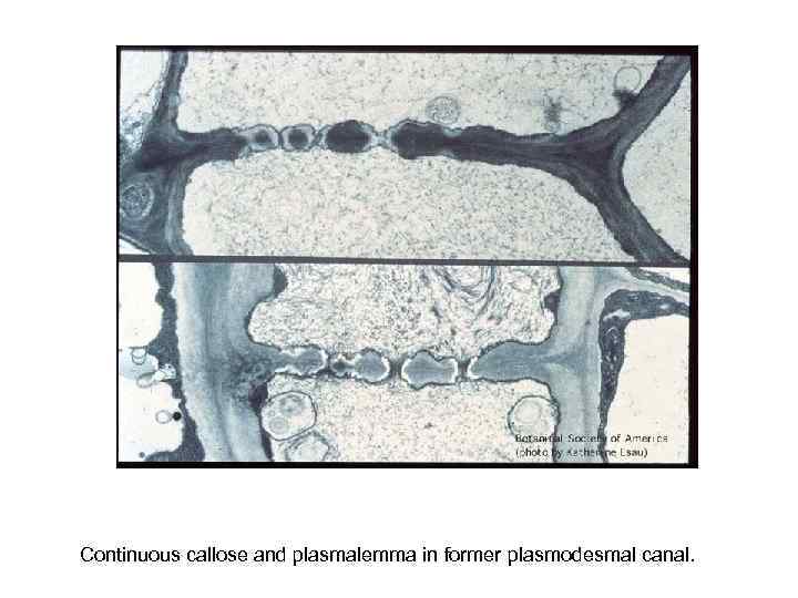 Continuous callose and plasmalemma in former plasmodesmal canal.  