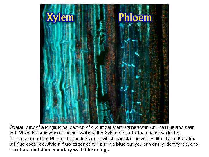 Overall view of a longitudinal section of cucumber stem stained with Aniline Blue and