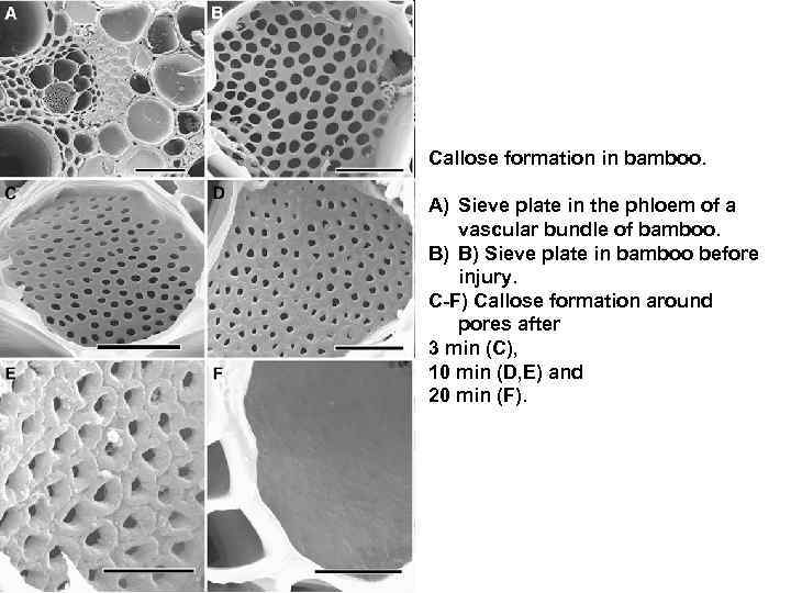 Callose formation in bamboo.  A) Sieve plate in the phloem of a vascular