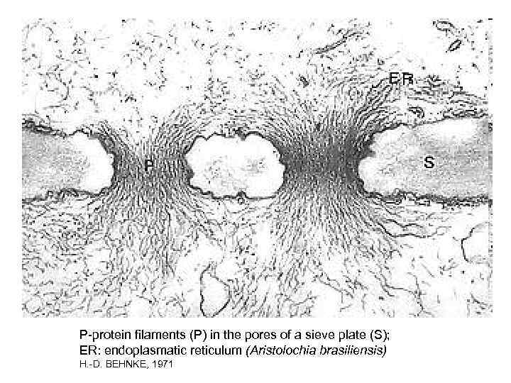 P-protein filaments (P) in the pores of a sieve plate (S);  ER: endoplasmatic