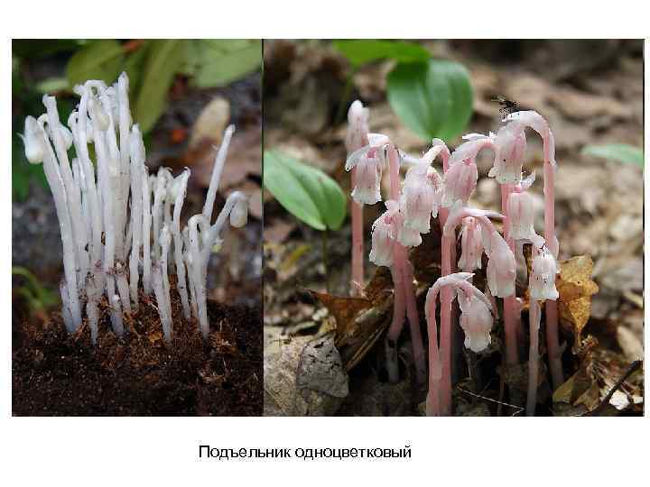 Подъельник одноцветковый 