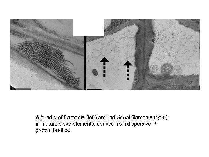 A bundle of filaments (left) and individual filaments (right) in mature sieve elements, derived