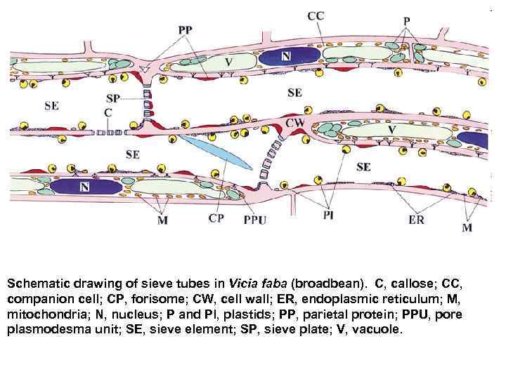 Schematic drawing of sieve tubes in Vicia faba (broadbean).  C, callose; CC, 