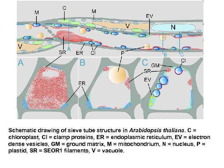 Schematic drawing of sieve tube structure in Arabidopsis thaliana. C = chloroplast, Cl =