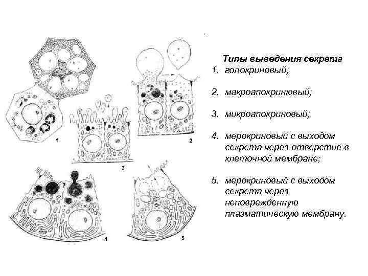   Типы выведения секрета 1. голокриновый;  2. макроапокринювый;  3. микроапокриновый; 