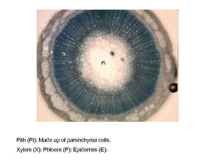 Pith (Pi): Made up of parenchyma cells. Xylem (X): Phloem (P): Epidermis (E): 