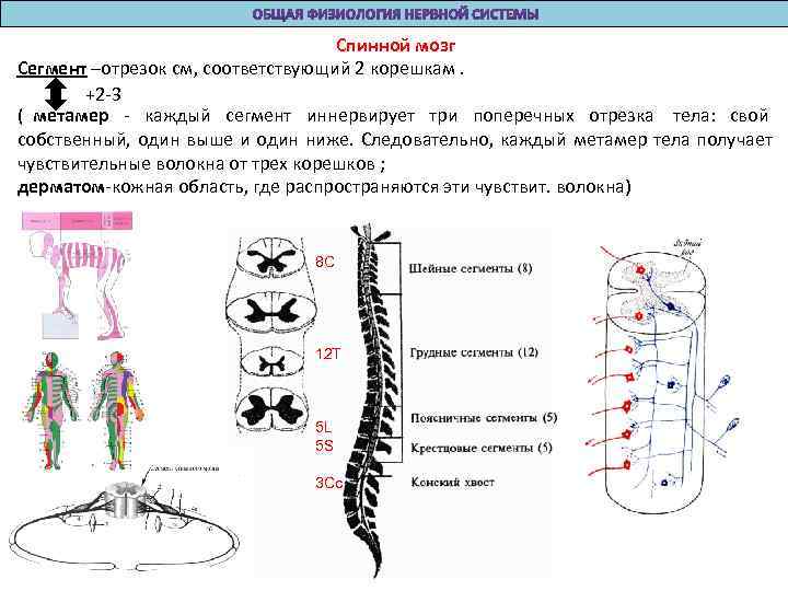 Метамерия. Сегменты спинного мозга. Метамерия спинного мозга. Сегмент и метамер спинного мозга. Шейные сегменты спинного мозга иннервируют.