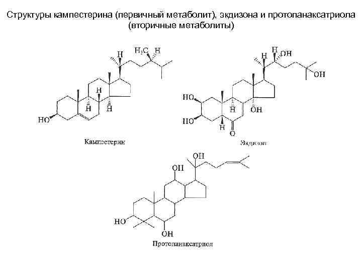 Структуры кампестерина (первичный метаболит), экдизона и протопанаксатриола      (вторичные метаболиты)