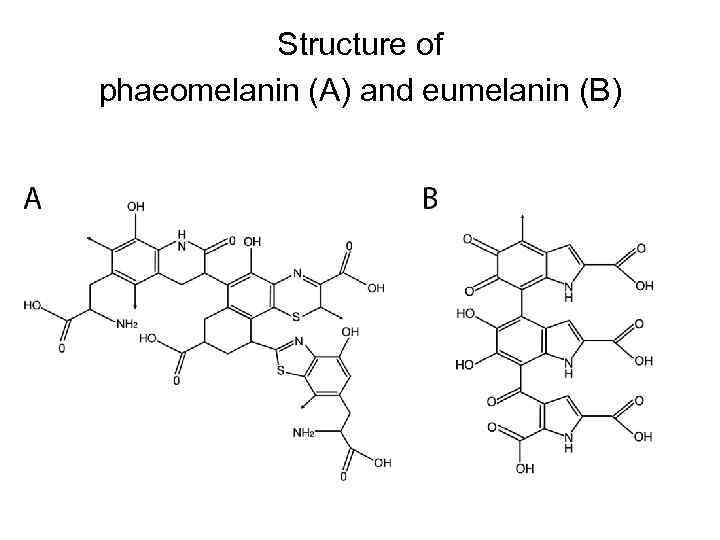    Structure of phaeomelanin (A) and eumelanin (B) 