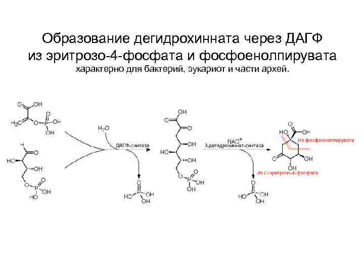  Образование дегидрохинната через ДАГФ из эритрозо-4 -фосфата и фосфоенолпирувата  характерно для бактерий,