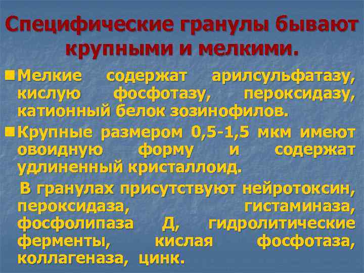 Специфические гранулы бывают крупными и мелкими. n Мелкие содержат арилсульфатазу, кислую фосфотазу, пероксидазу, катионный