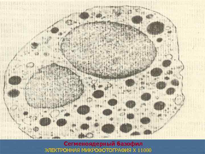 Сегменоядерный базофил ЭЛЕКТРОННАЯ МИКРОФОТОГРАФИЯ X 11000 