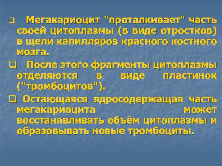 q Мегакариоцит 