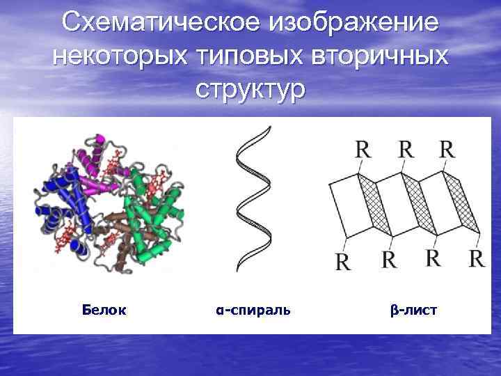 Схематическое изображение некоторых типовых вторичных структур Белок α-спираль β-лист 