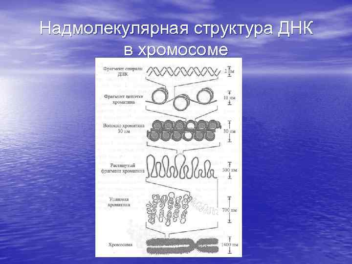 Надмолекулярная структура ДНК в хромосоме 