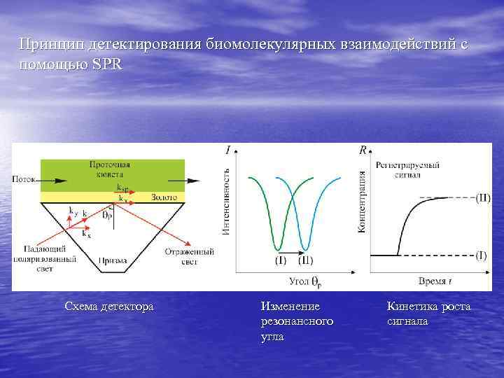 Регуляторы биомолекулярных процессов 11 класс презентация