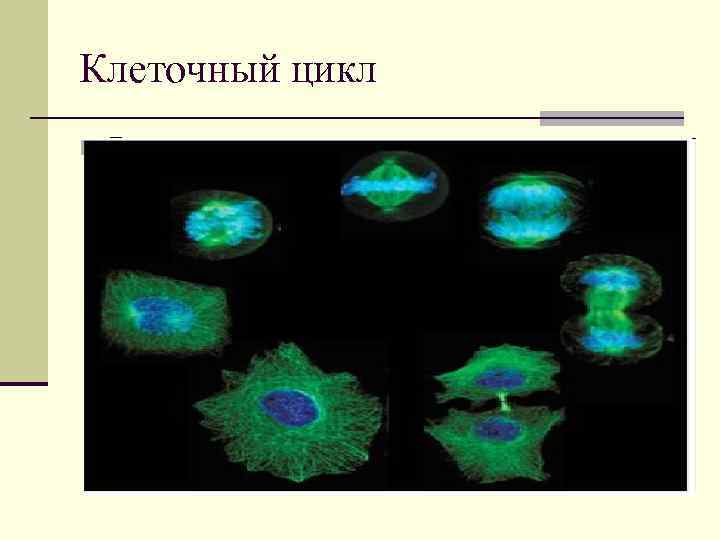 Клеточный цикл n Деление клетки Клеточный цикл n Деление клетки