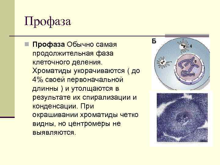 Профаза деления клетки. Циклы клетки профаза. Фазы клеточного цикла профаза. Наиболее продолжительная стадия клеточного цикла - это..