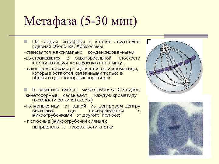 Веретено деления фаза. Метафаза первого деления дробления. Метафаза протекающие процессы. Этап деления клетки метафаза. Краткая характеристика метафазы.