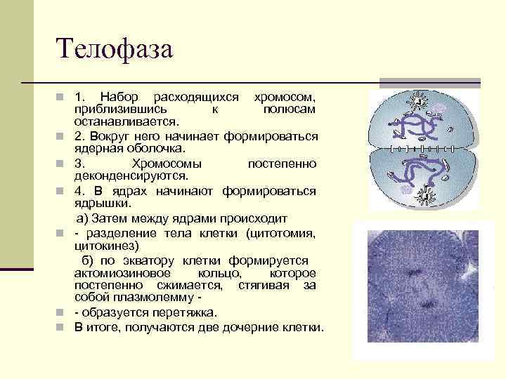 Хромосомы расходятся к полюсам